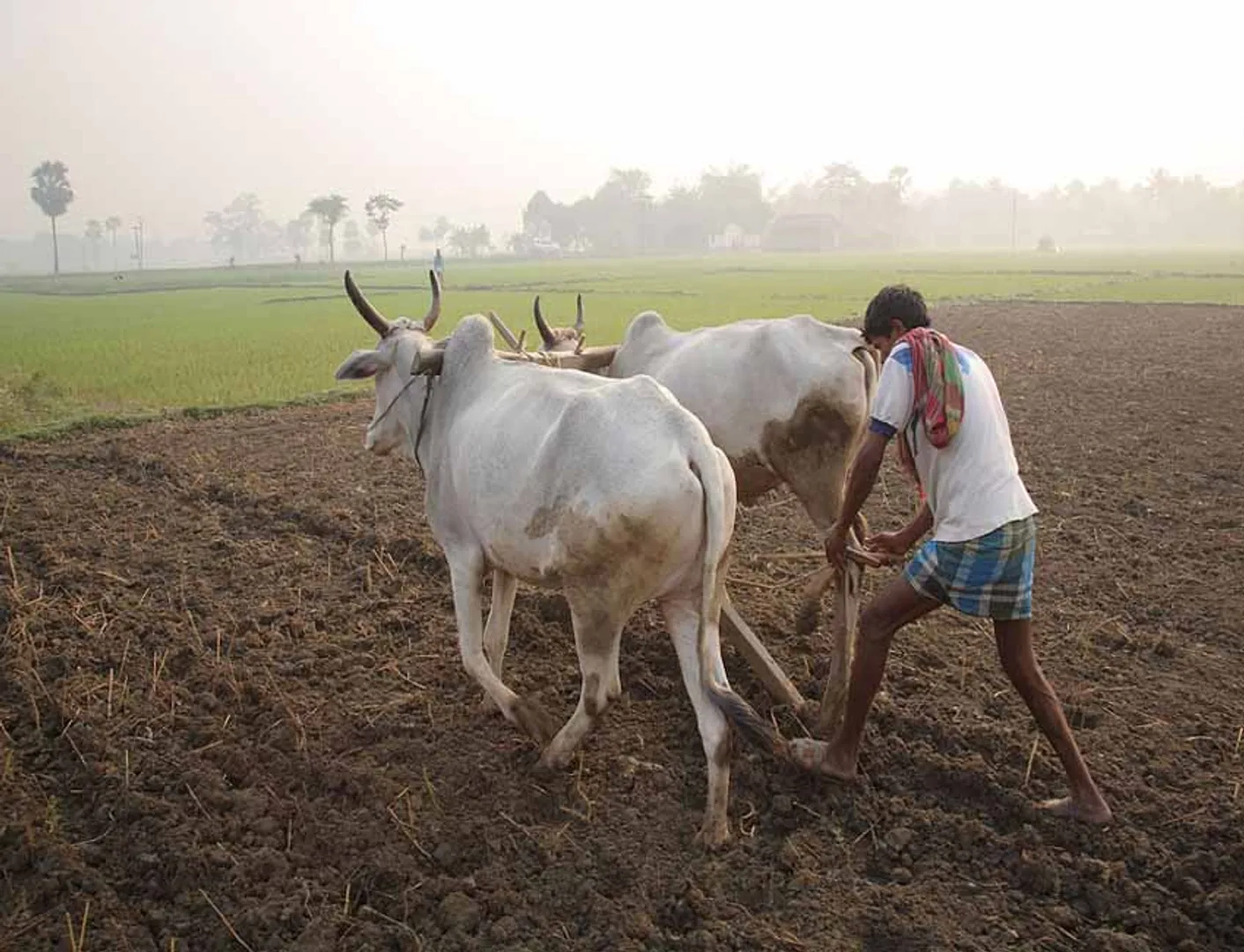 agriculture